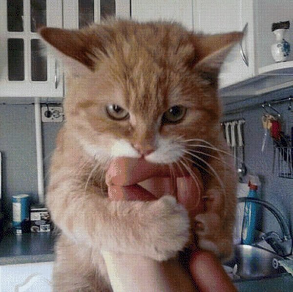 кот с сосисками