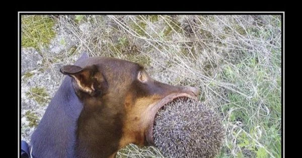 забавные животные