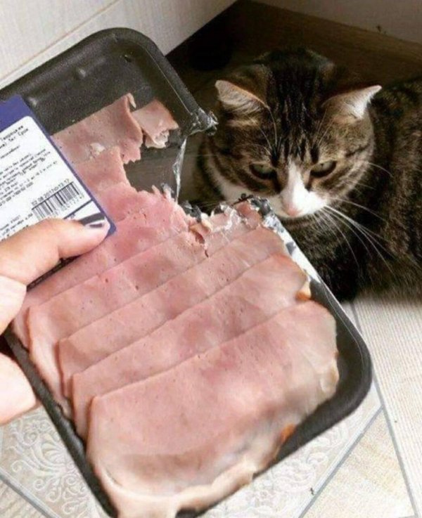 приколы про мясо