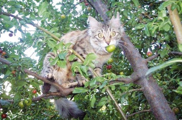 кот на яблоне