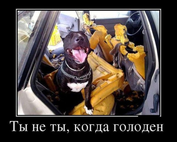 питбультерьер американский