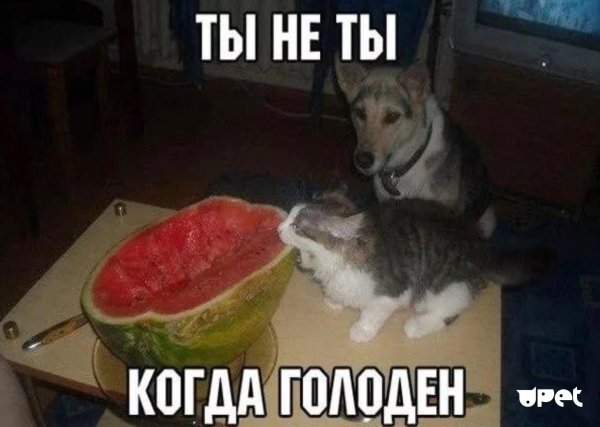 котенок ест арбуз