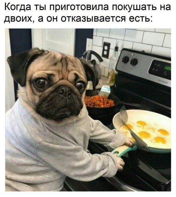 веселый мопс