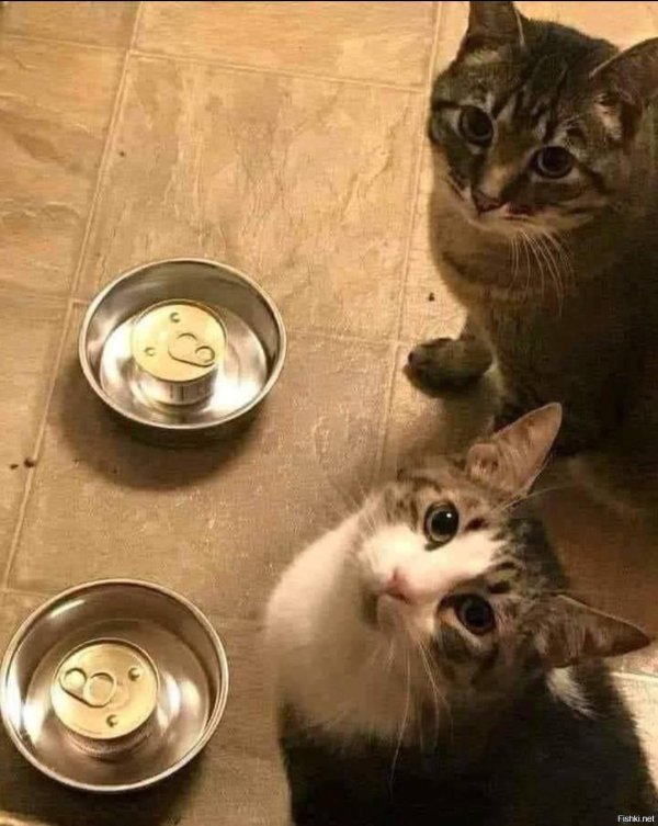 миска для кота