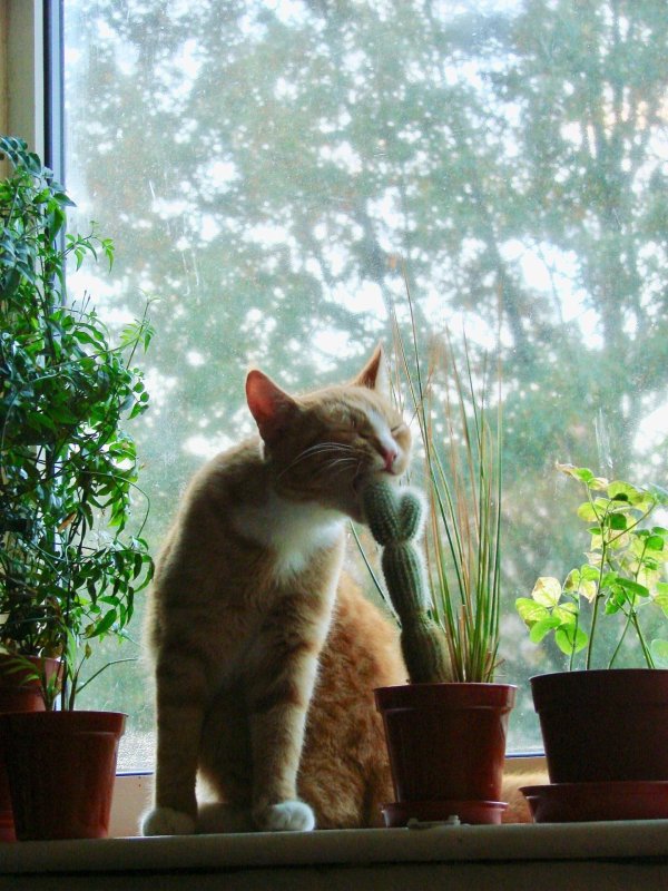 кошки и комнатные растения