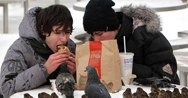 что кушают птицы