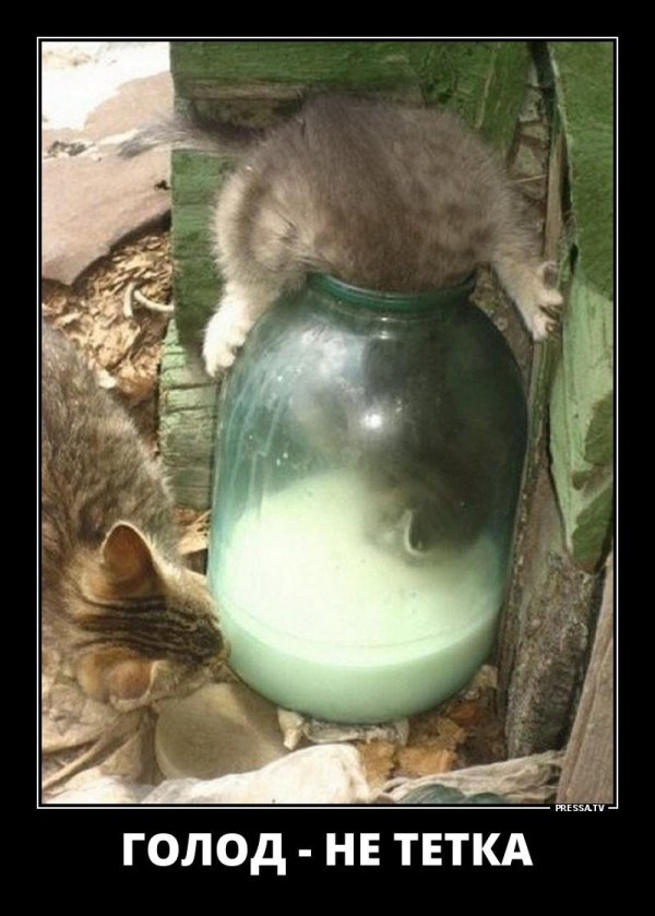 кот и молоко