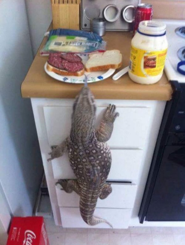 вараны ящерицы