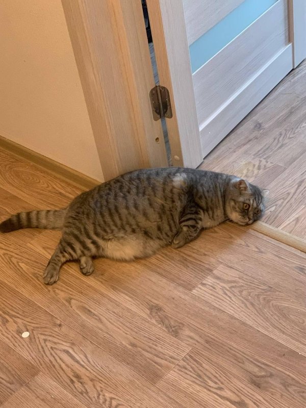 кот толстый