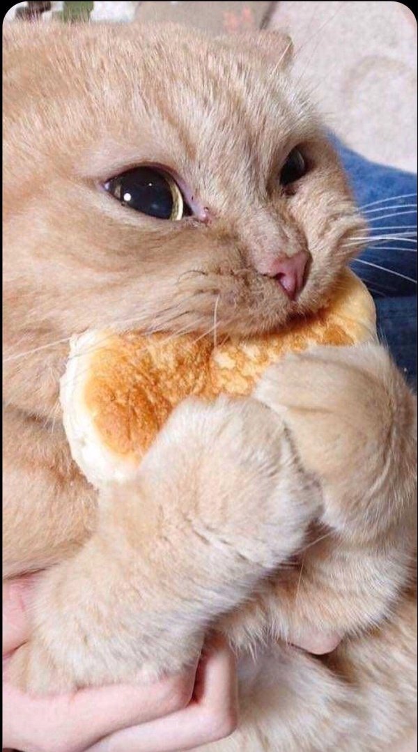 милые котенок