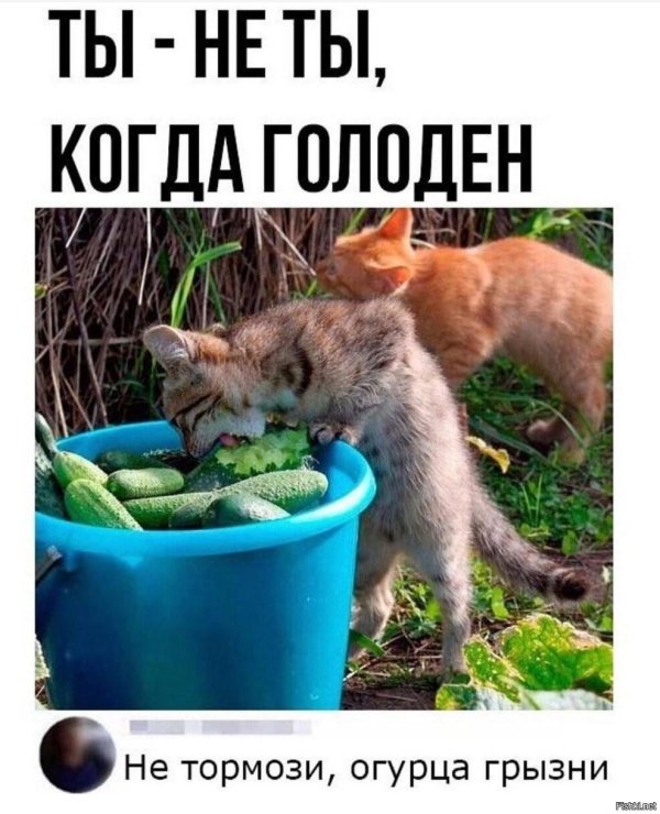 огурец смешной