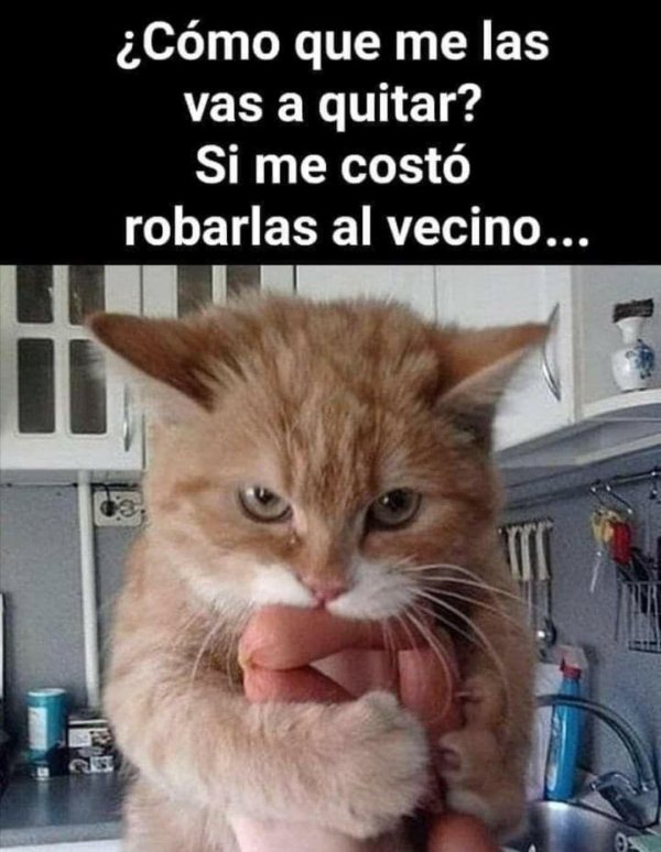 кот с сосисками