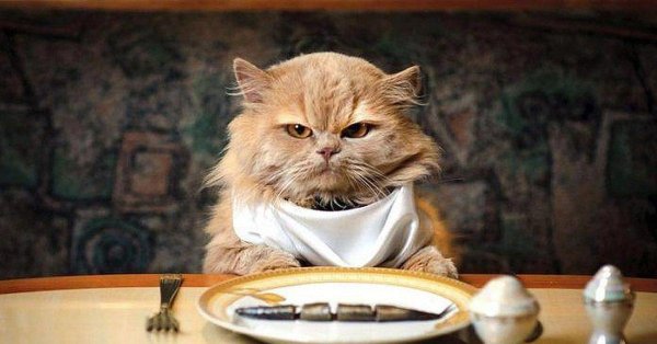 котики с едой