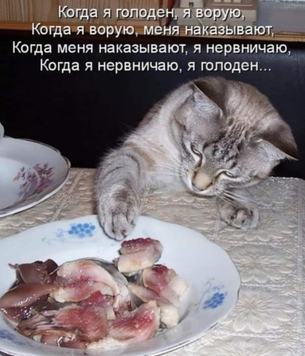 голодные котики