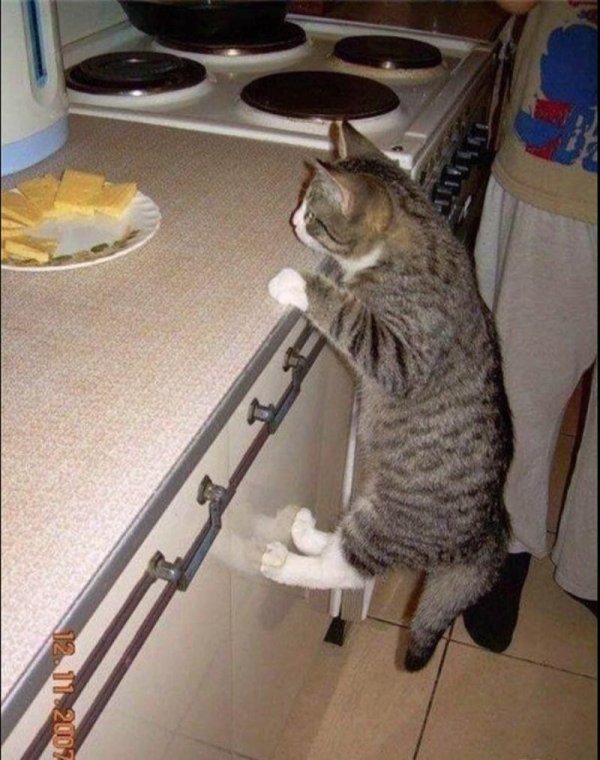 шкодливый кот