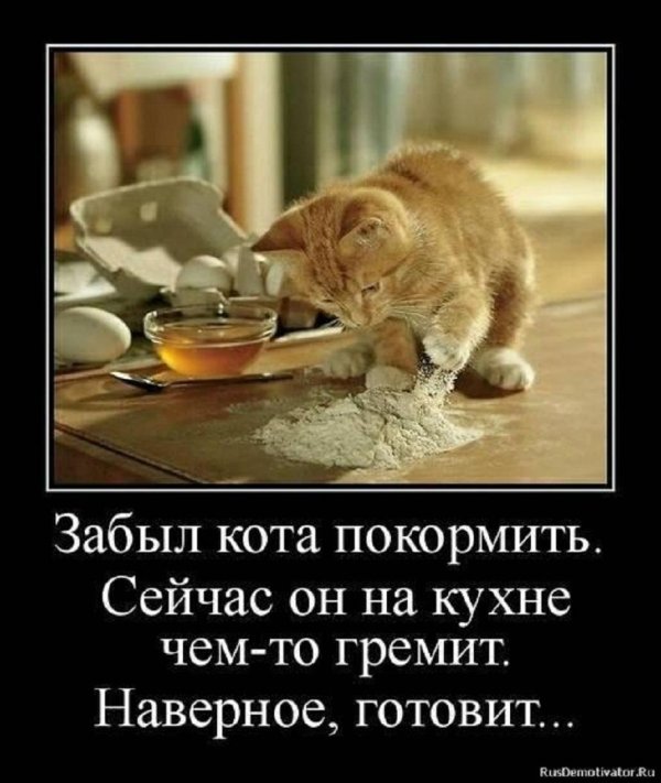 покорми кота