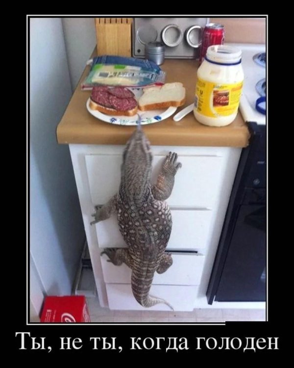 капский варан