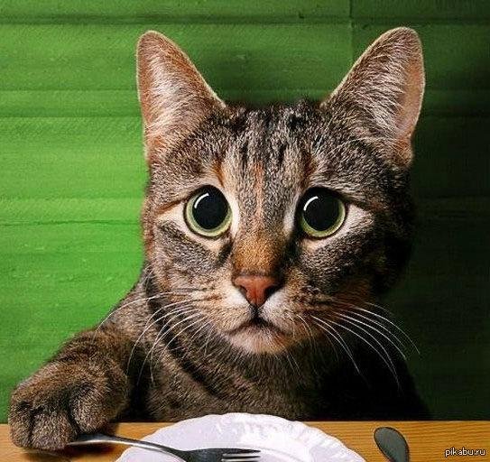 про кошек