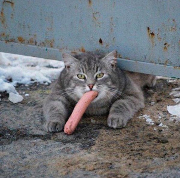 кошка подзаборная