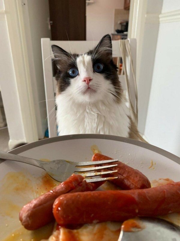 голодные коты