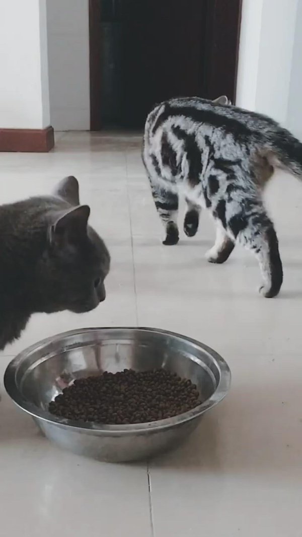 смешной котенок