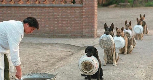 собака поклон