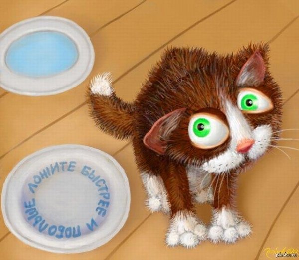 голодные котики