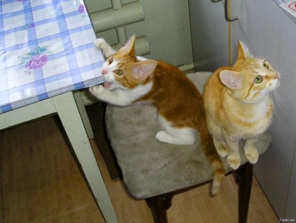 голодные коты