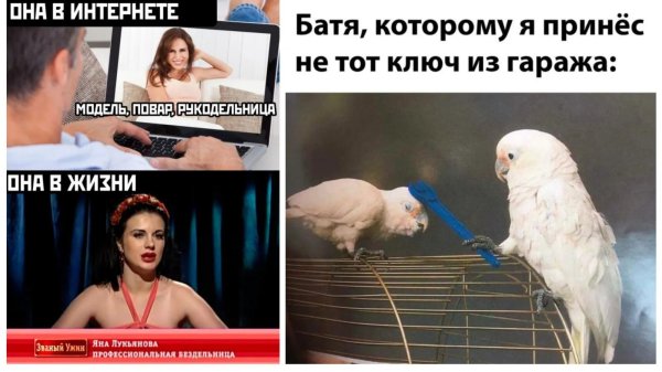 какаду гоффина