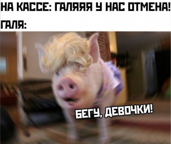 свиньи смешные