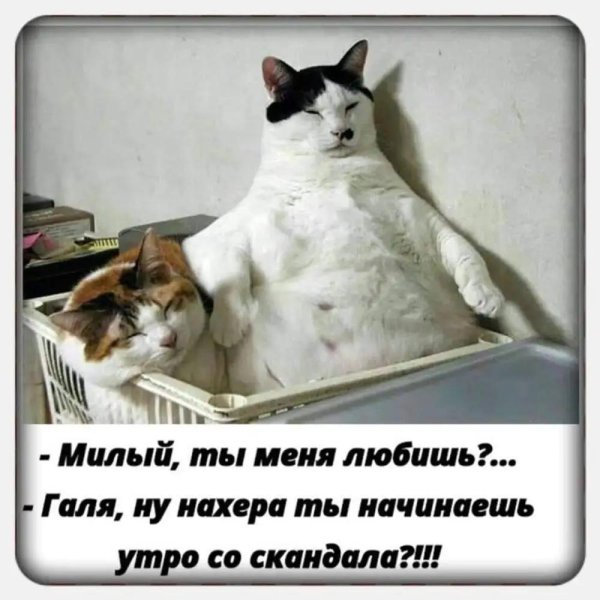 коте приколы