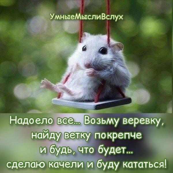 Хомячок