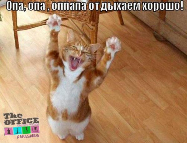кот радуется