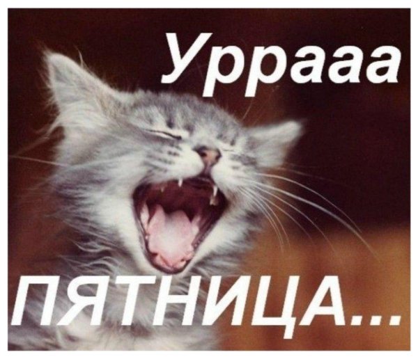 пятница котики