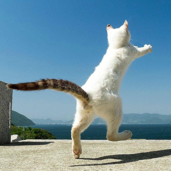 кошка отдыхает