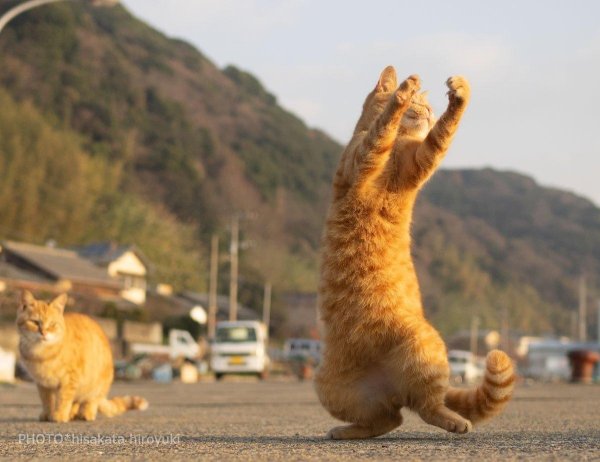 танцующие котики
