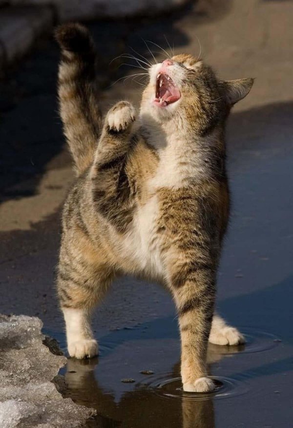 о кошках