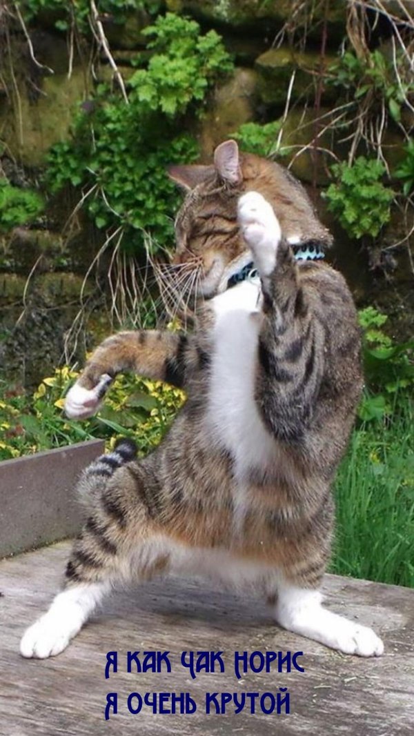 коты танцуют