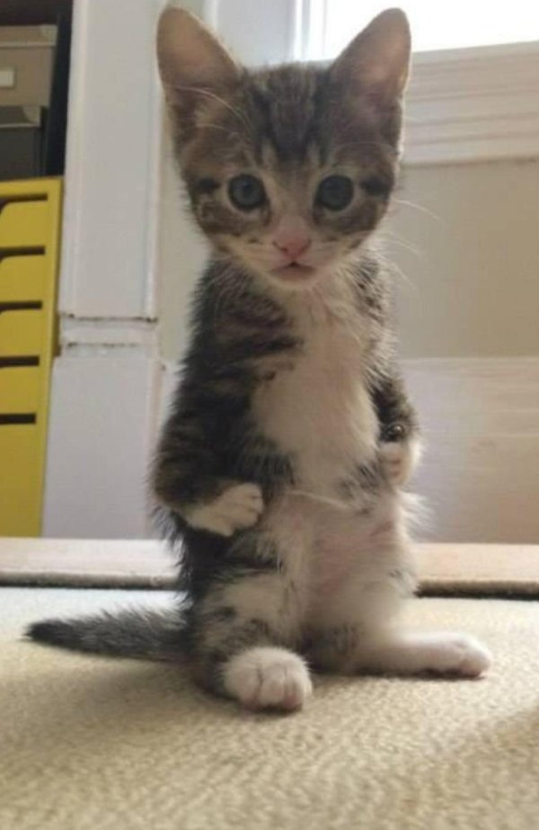 смешной котенок