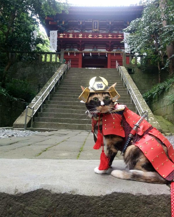 кот в доспехах