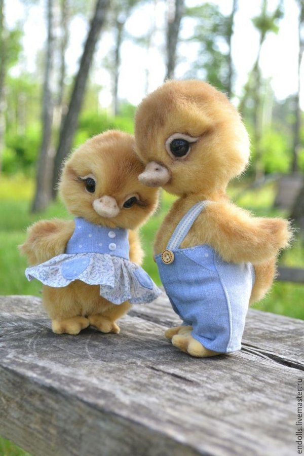 цыпленок милый