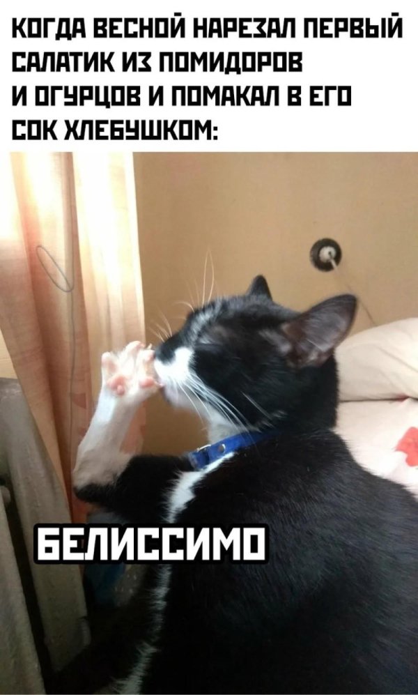 кот белиссимо