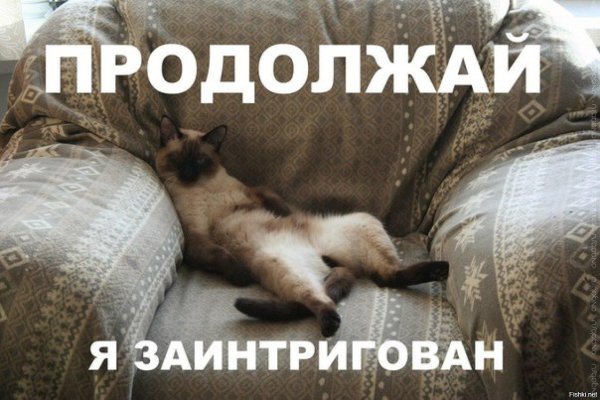 сиамская кошка лежит