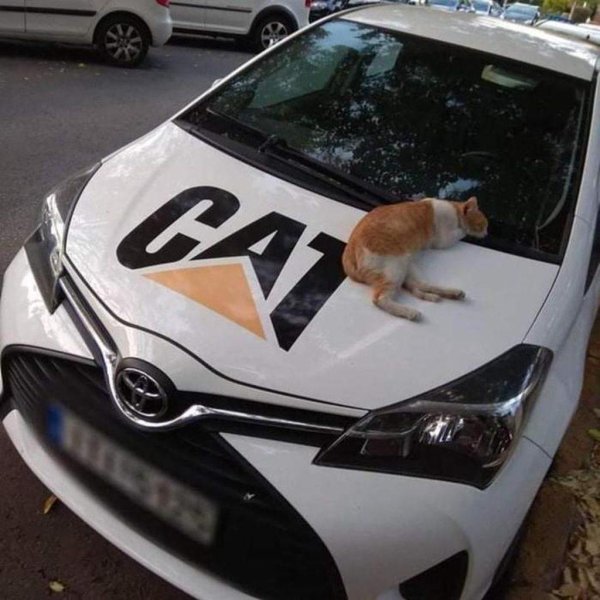 кошачья машина