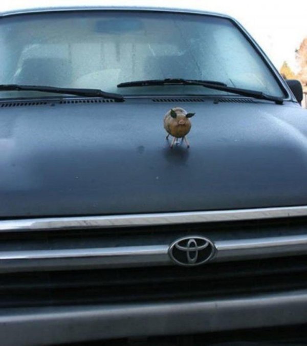 птица зяблик