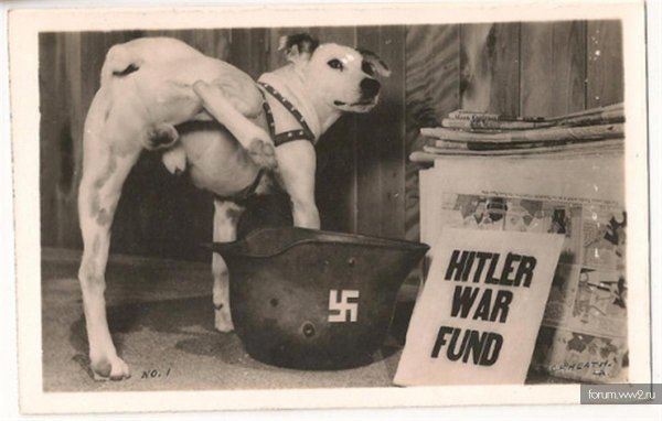 собака похожая на гитлера