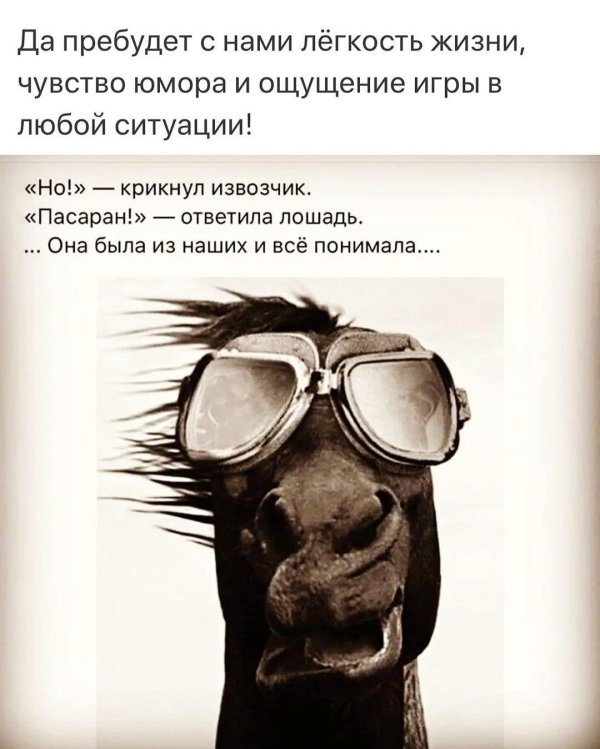 смешные высказывания