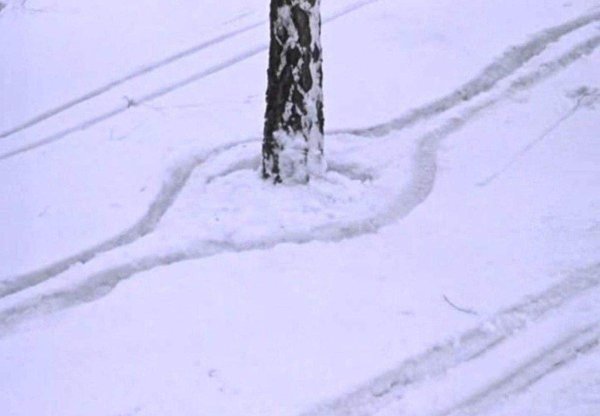 самогонщики объехал дерево