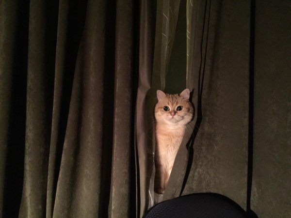 мемы с котами