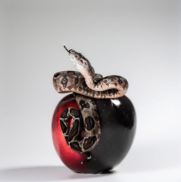 змея с яблоком